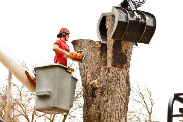 Trusted Ardsley, NY Tree Care Experts